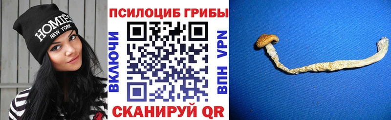 Галлюциногенные грибы Psilocybine cubensis  цена   Каменск-Шахтинский 